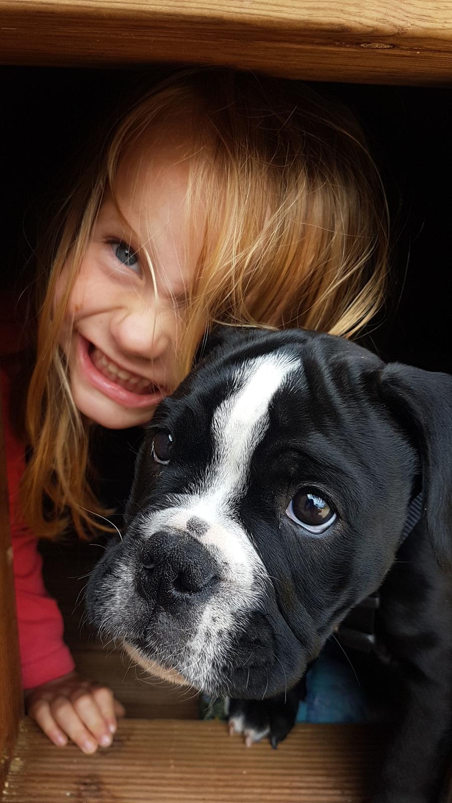 Olde english bulldogge Manse billede 12