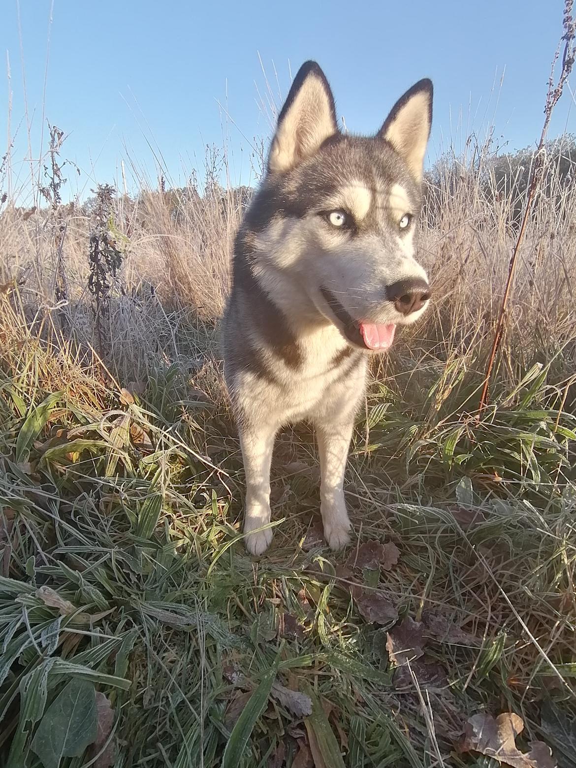 Siberian husky Mesmocan Tasmanian Devil (Taz) billede 6