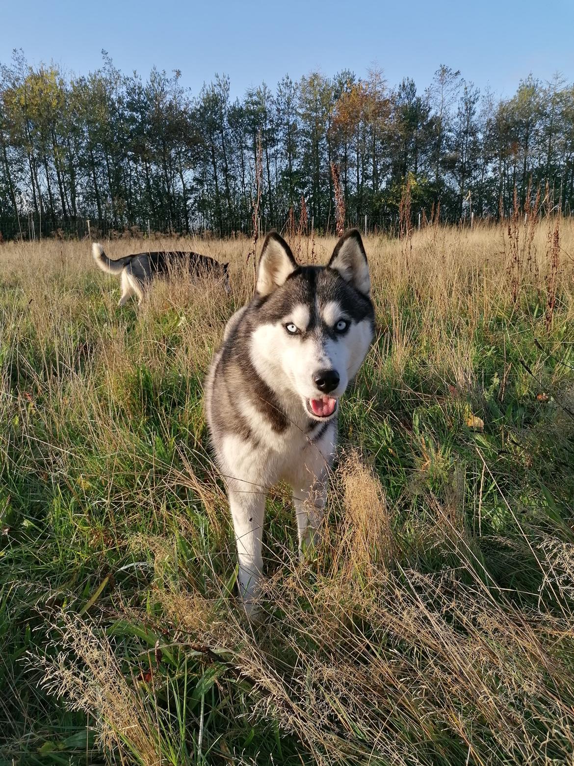 Siberian husky Mesmocan Tasmanian Devil (Taz) billede 7