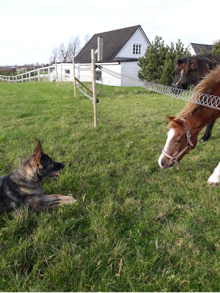 Schæferhund Sportshund Gipsi. (Gipsi). billede 21