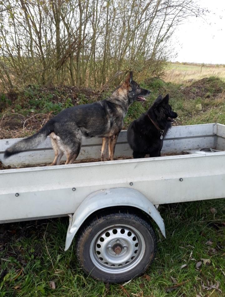 Schæferhund Sportshund Gipsi. (Gipsi). billede 39