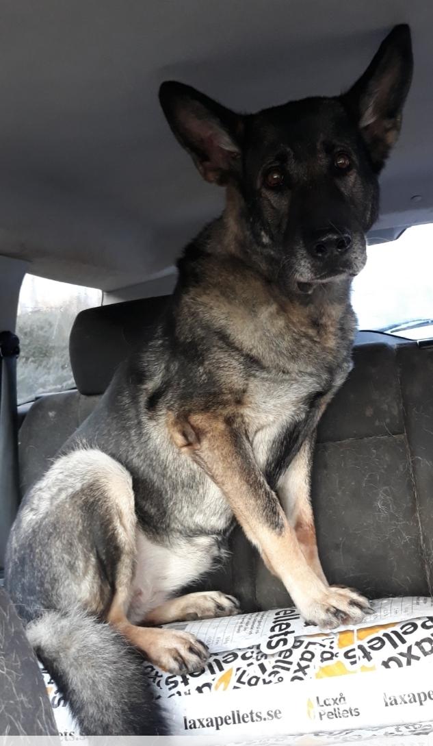 Schæferhund Sportshund Gipsi. (Gipsi). billede 28