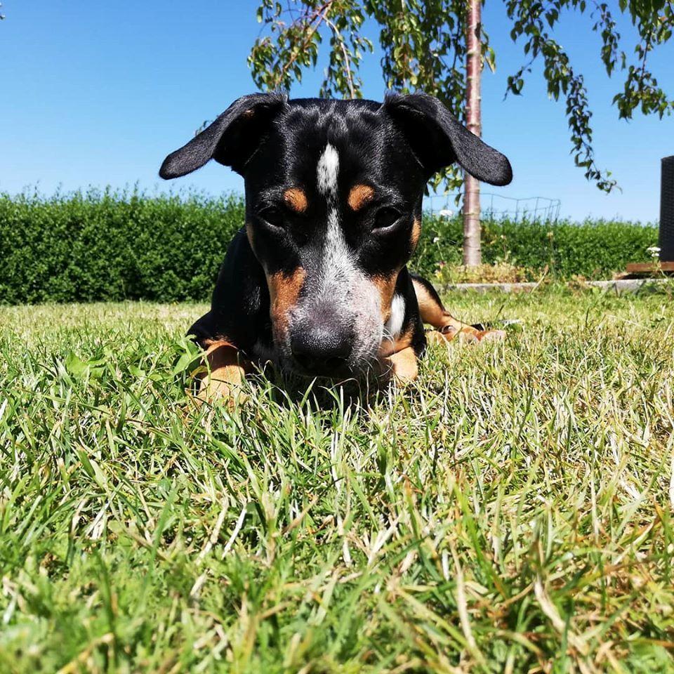 Blanding af racer Marley billede 1