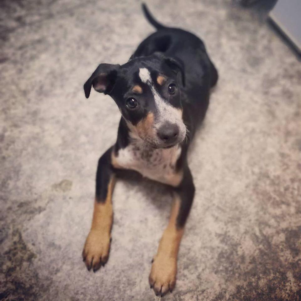 Blanding af racer Marley billede 3