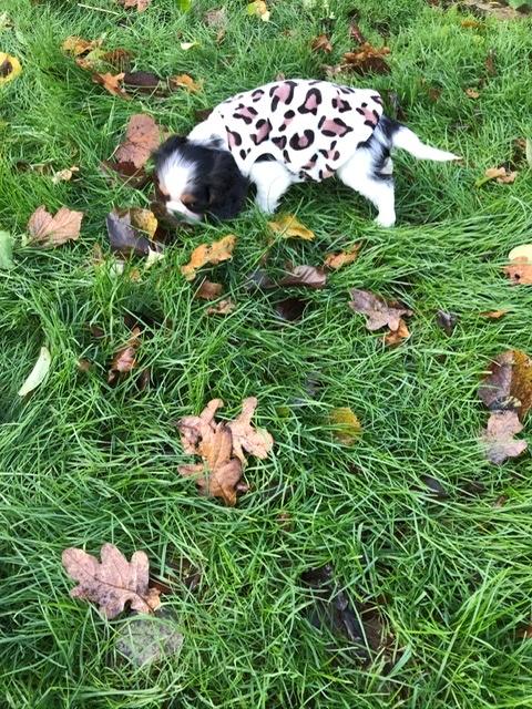 Cavalier king charles spaniel Min Cavalier Lotus billede 7