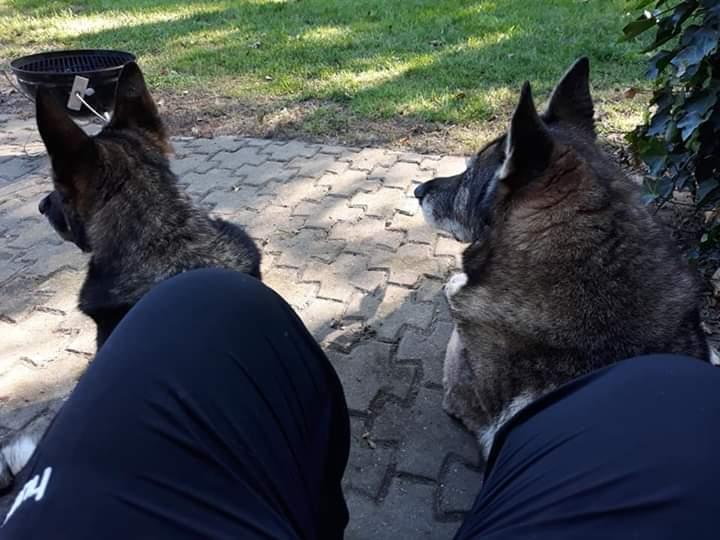 Schæferhund Sportshund Cheska. (Zenta). billede 5