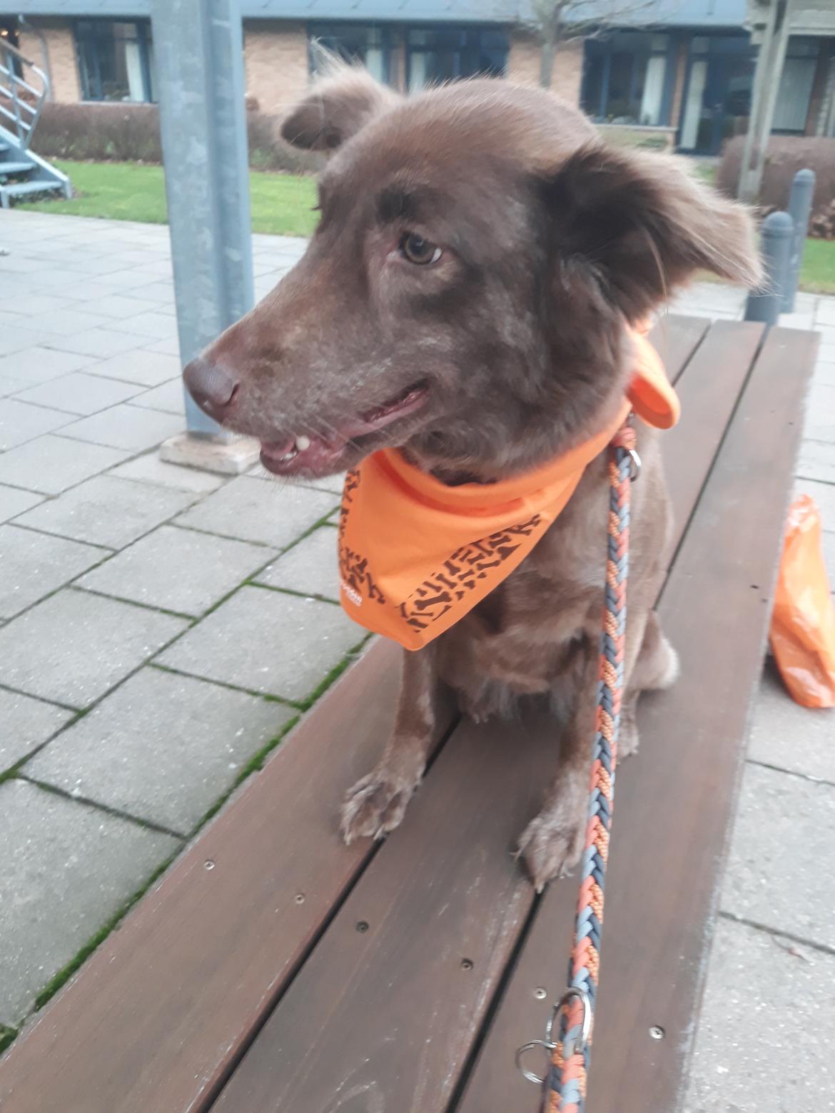 Blanding af racer Nuga ( Nom Tham ) billede 21