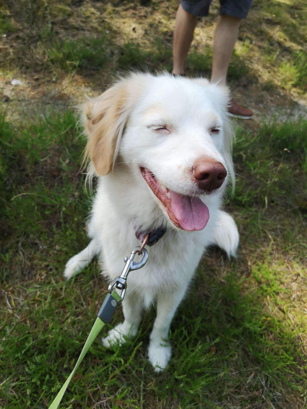 Blanding af racer Esther *Himmelhund* - Esthers sidste gåtur med masser af godbidder og mor og far helt for sig selv.  billede 35