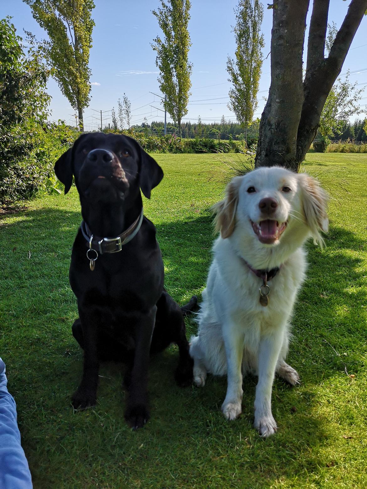 Blanding af racer Esther *Himmelhund* - Esther og Nora - bedste venner billede 36