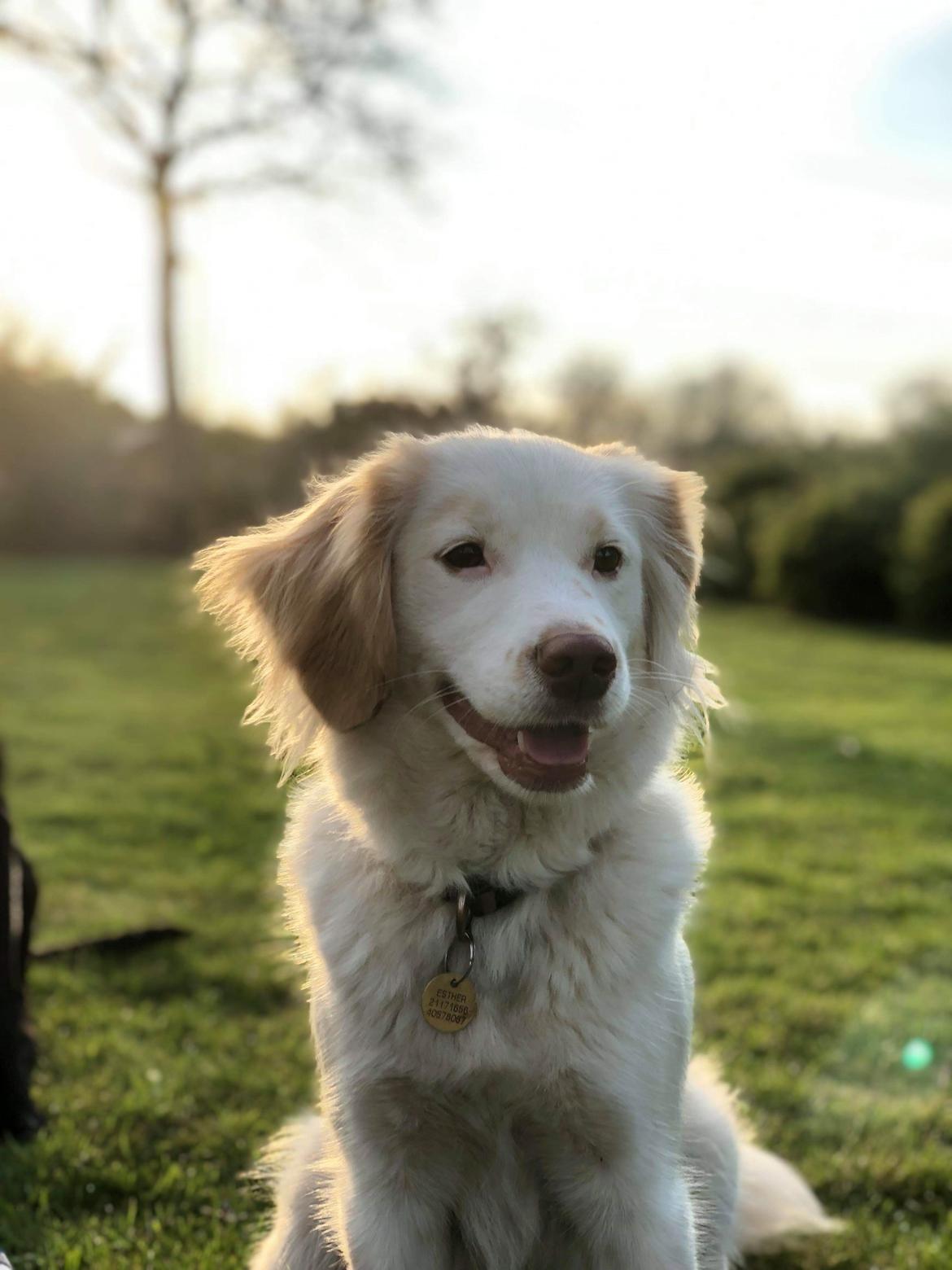 Blanding af racer Esther *Himmelhund* billede 37