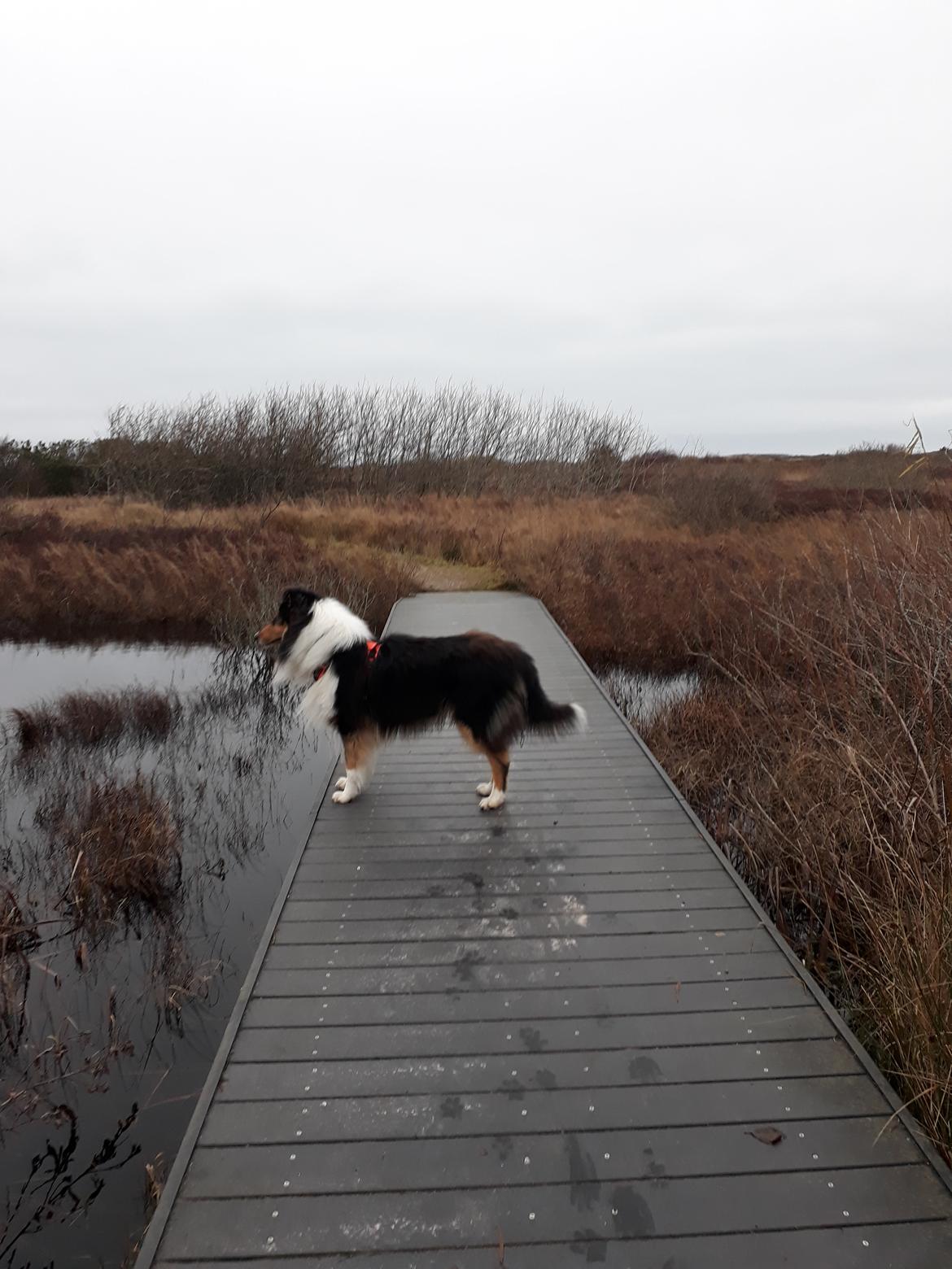 Collie langhåret Lassies Oh What An Onyx (Himmelhund) billede 13