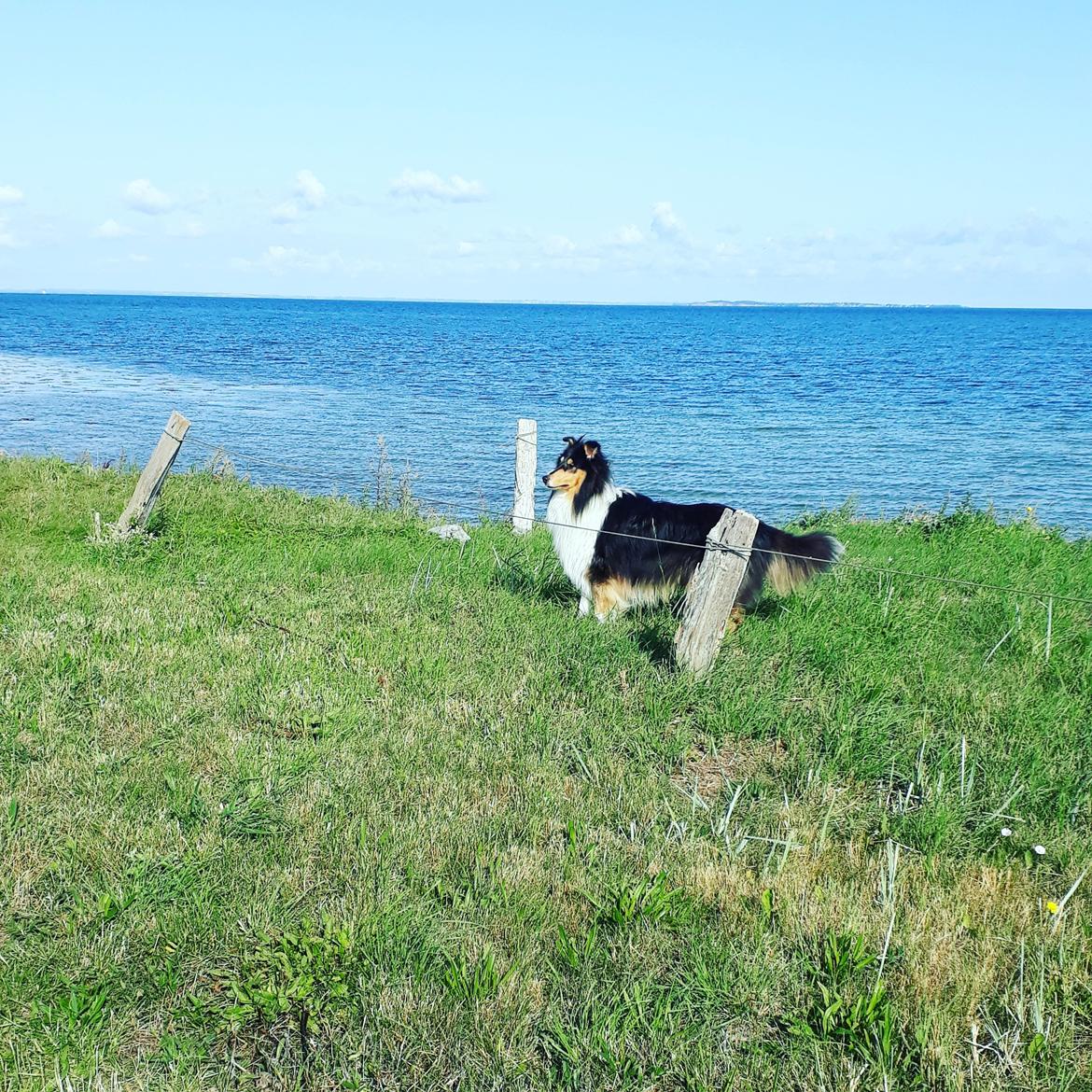 Collie langhåret Lassies Oh What An Onyx (Himmelhund) billede 14