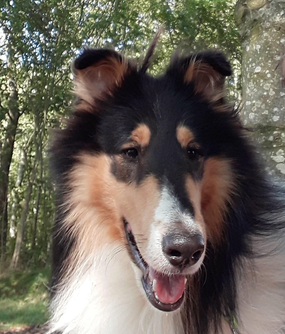 Collie langhåret Lassies Oh What An Onyx (Himmelhund) billede 15