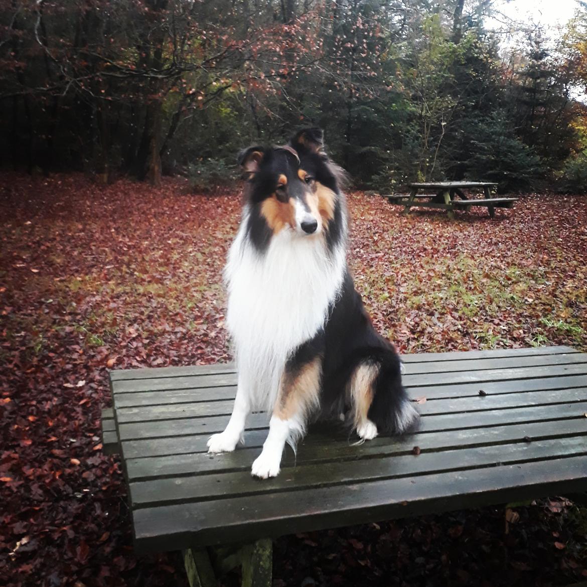 Collie langhåret Lassies Oh What An Onyx (Himmelhund) billede 16