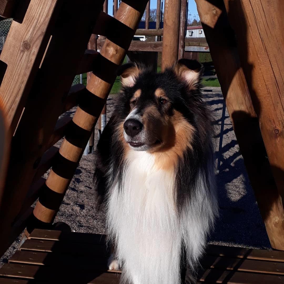 Collie langhåret Lassies Oh What An Onyx (Himmelhund) billede 17