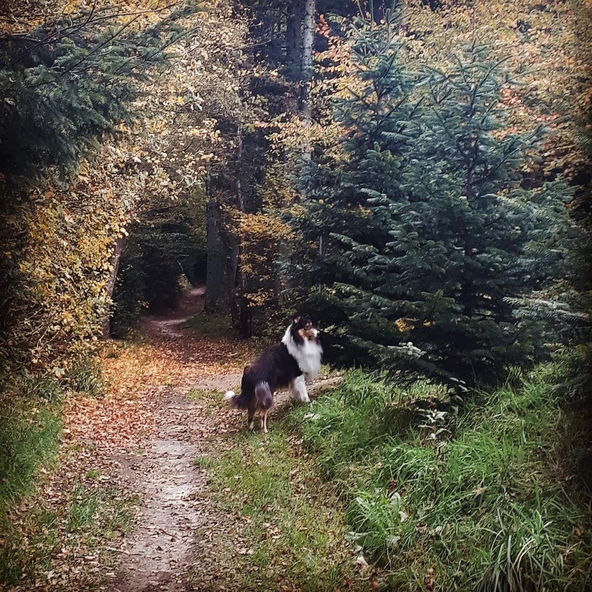 Collie langhåret Lassies Oh What An Onyx (Himmelhund) billede 18