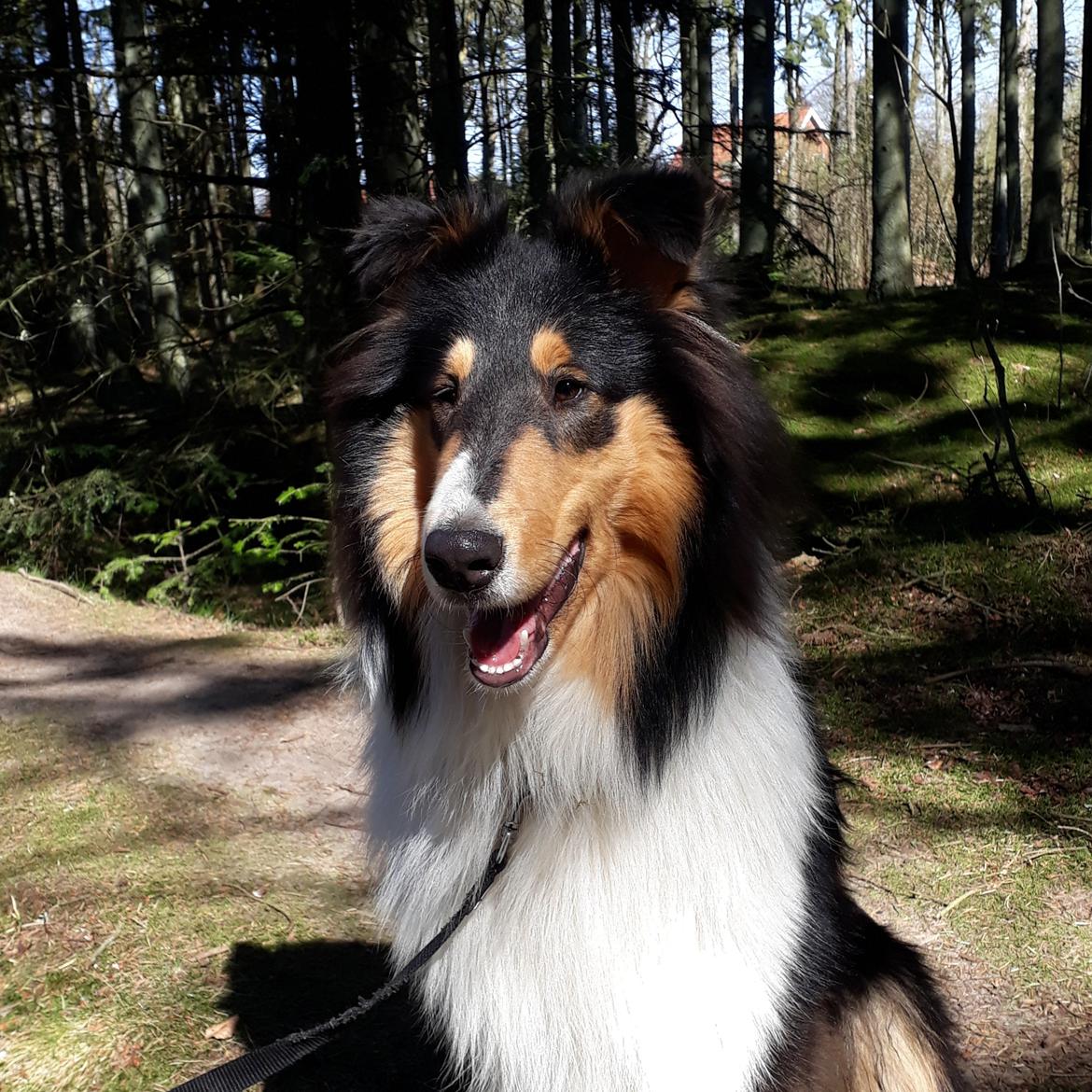 Collie langhåret Lassies Oh What An Onyx (Himmelhund) billede 19