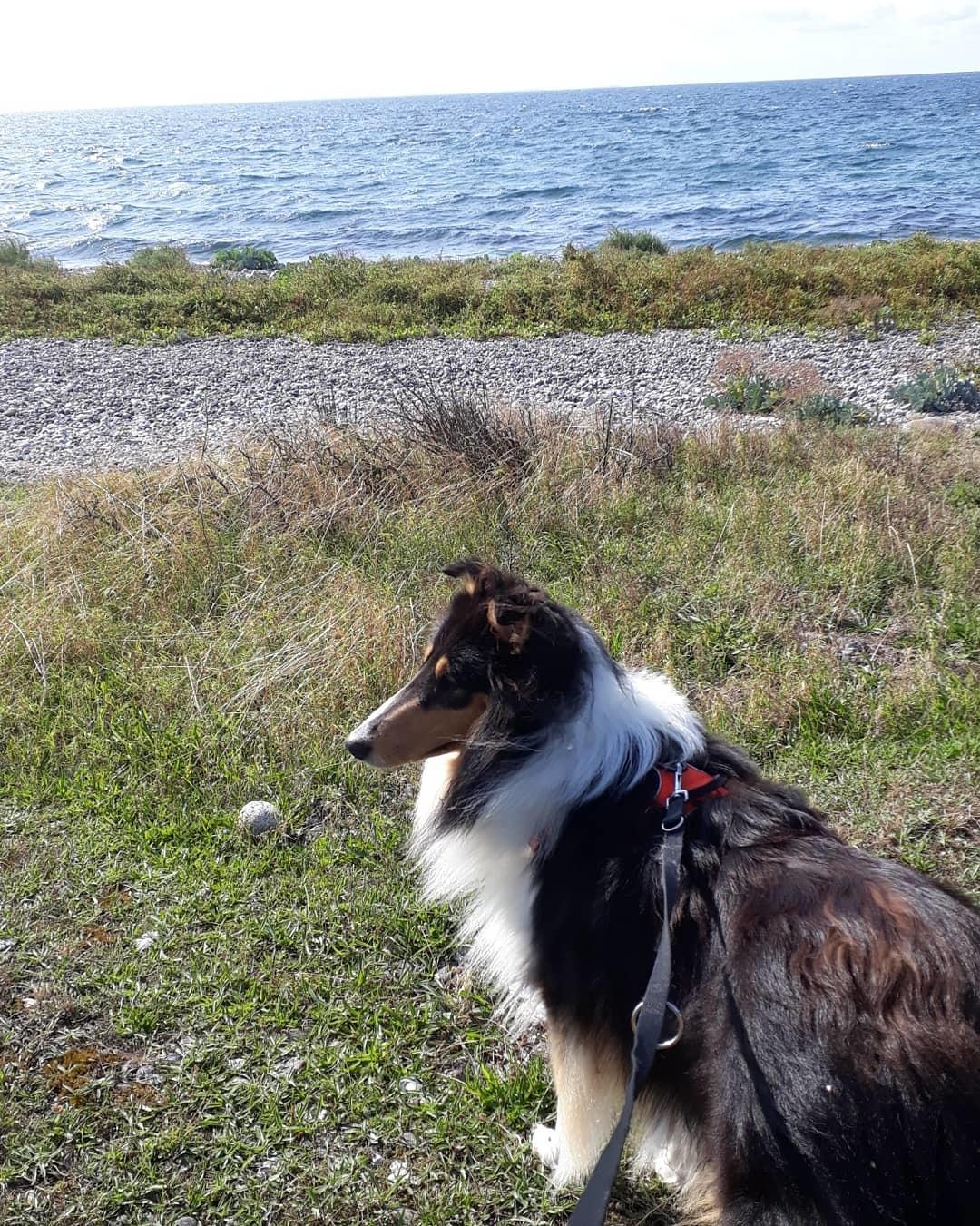 Collie langhåret Lassies Oh What An Onyx (Himmelhund) billede 20