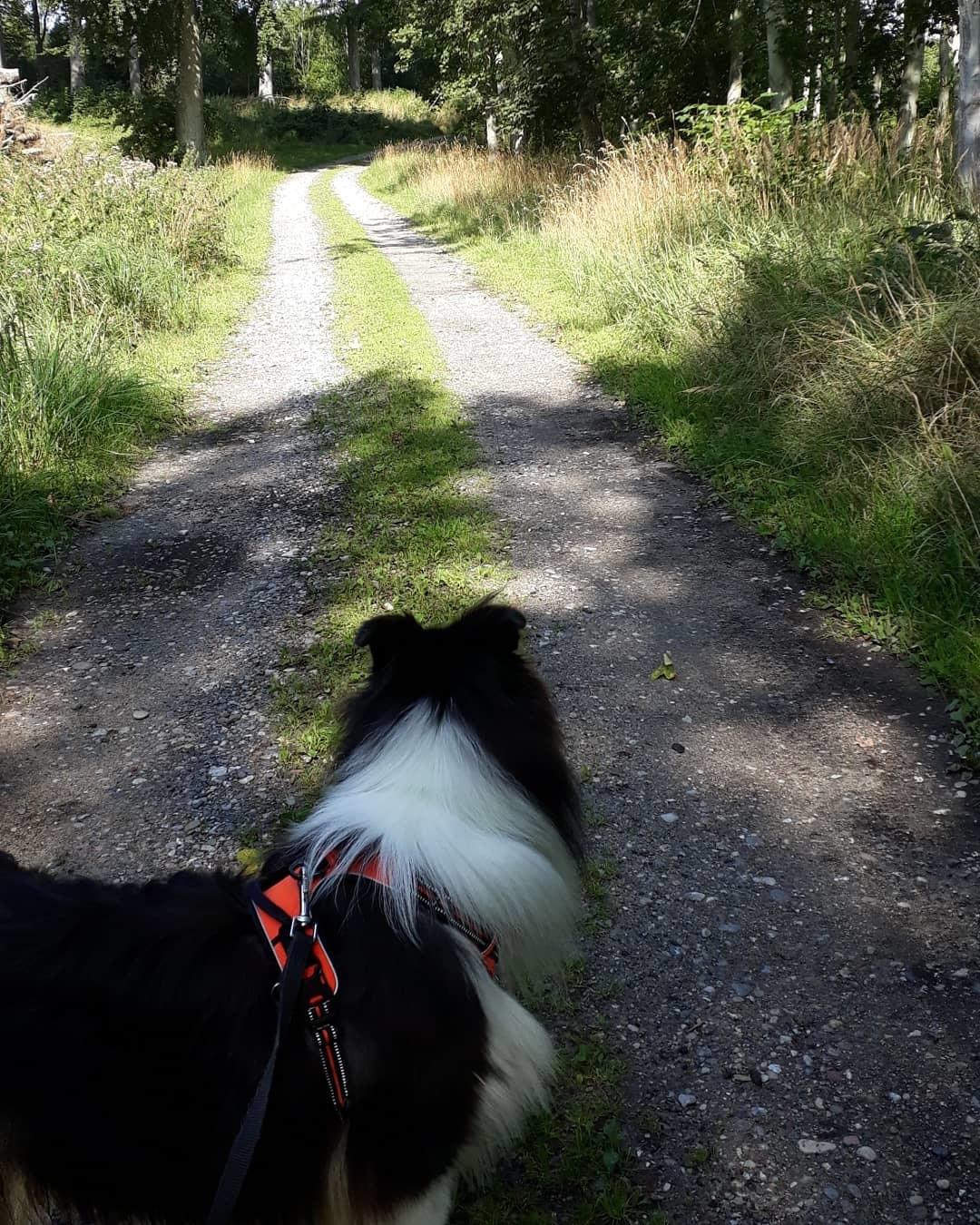 Collie langhåret Lassies Oh What An Onyx (Himmelhund) billede 21