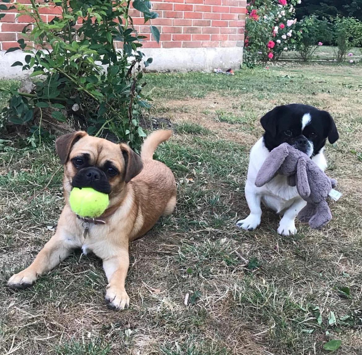 Blanding af racer Bodil (himmelhund) billede 9