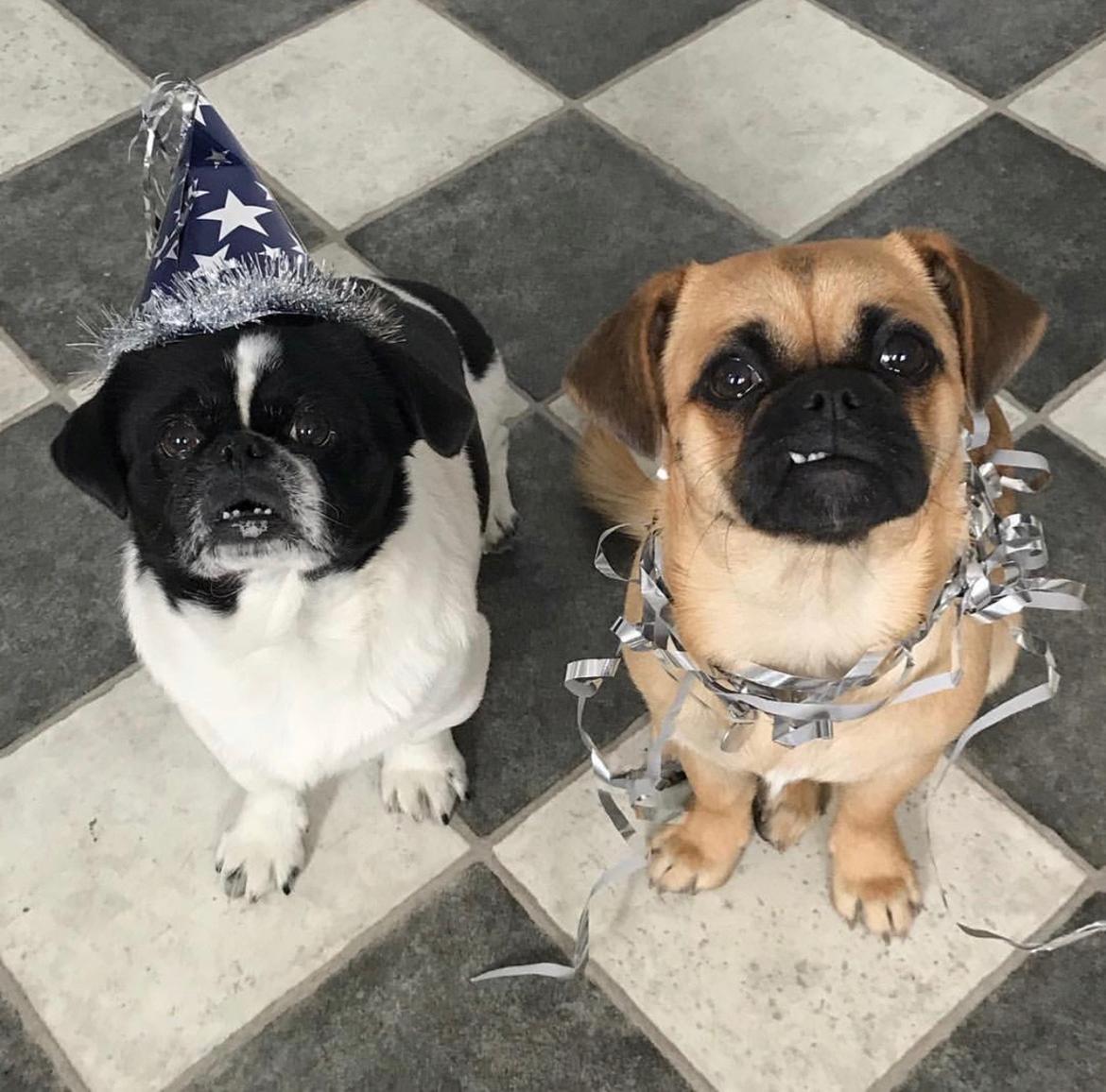 Blanding af racer Bodil (himmelhund) billede 10