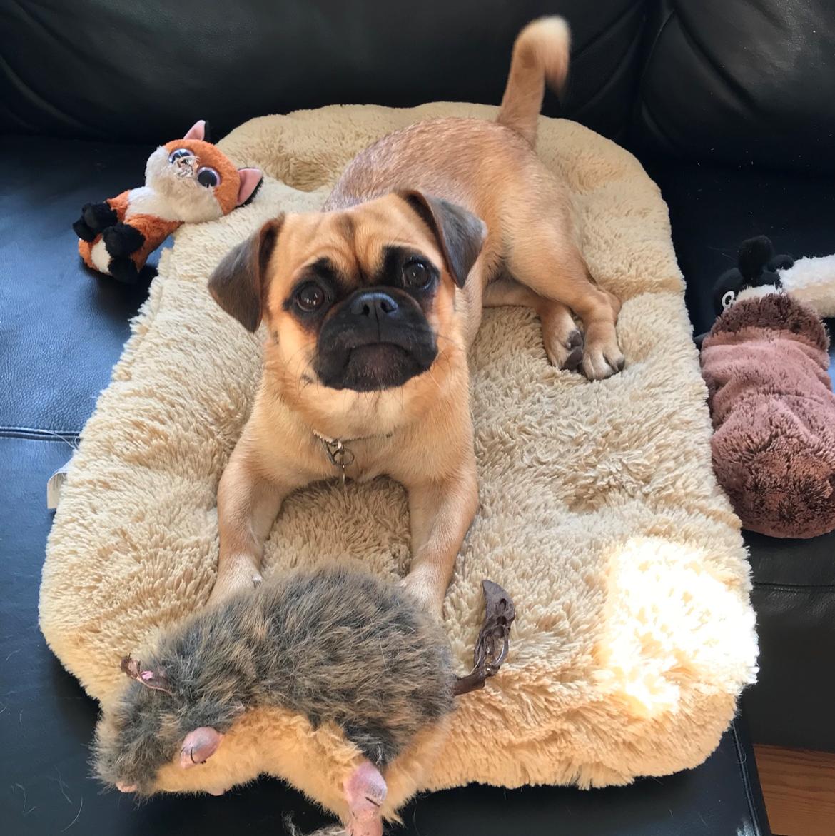 Blanding af racer Bodil (himmelhund) billede 13