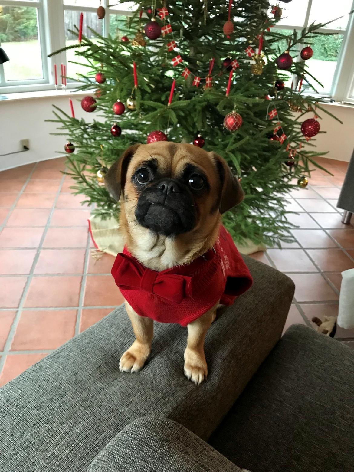 Blanding af racer Bodil (himmelhund) billede 14