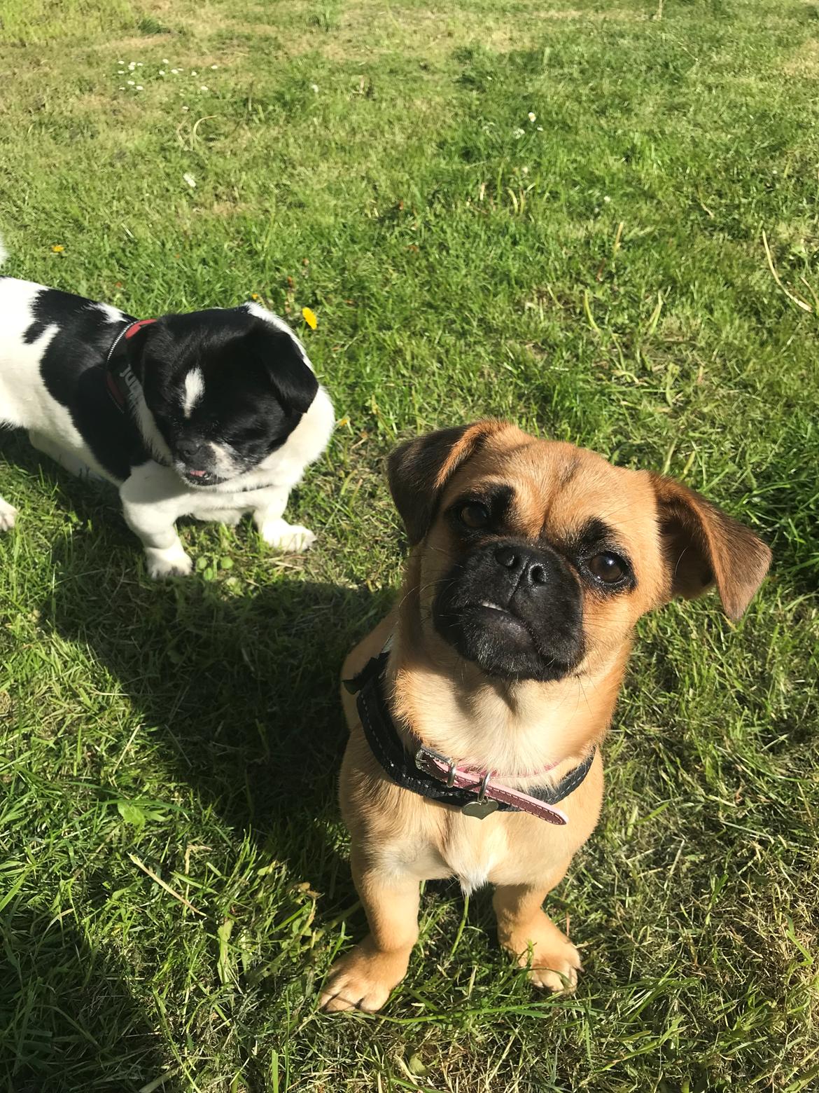 Blanding af racer Bodil (himmelhund) billede 11