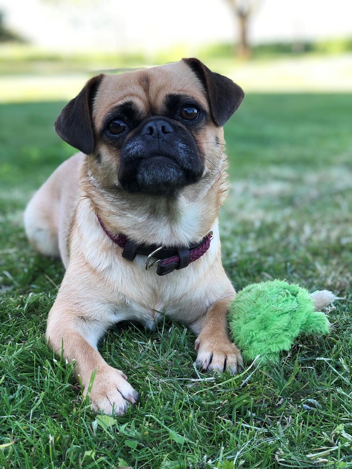 Blanding af racer Bodil (himmelhund) billede 15