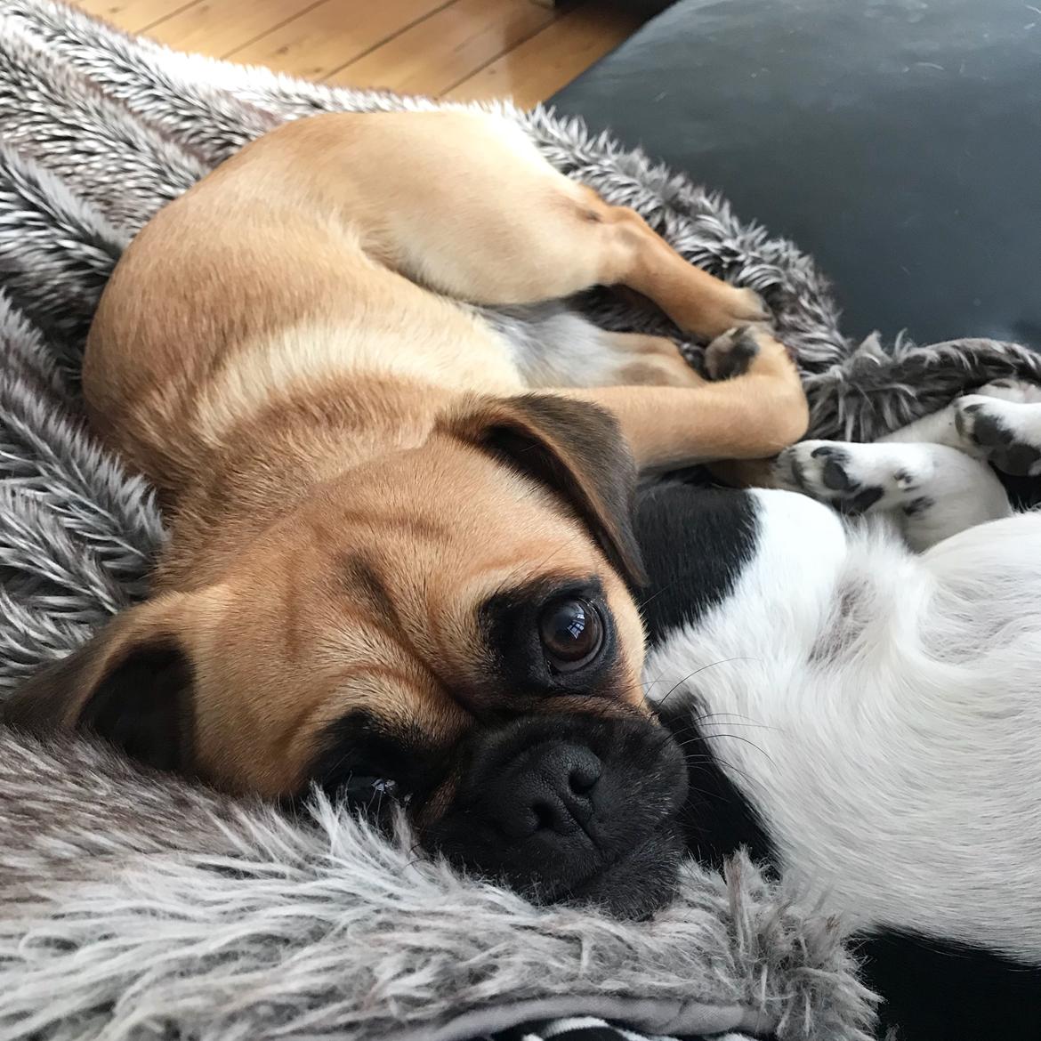 Blanding af racer Bodil (himmelhund) billede 18