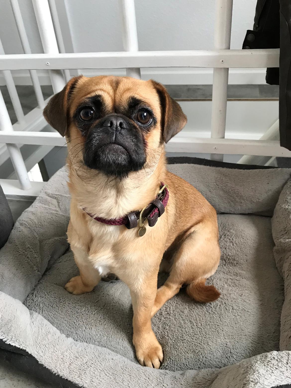 Blanding af racer Bodil (himmelhund) billede 20