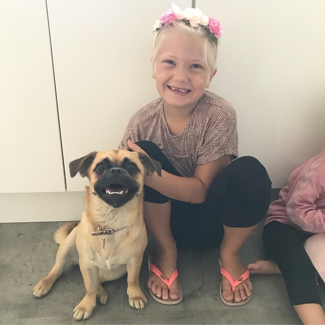 Blanding af racer Bodil (himmelhund) billede 17