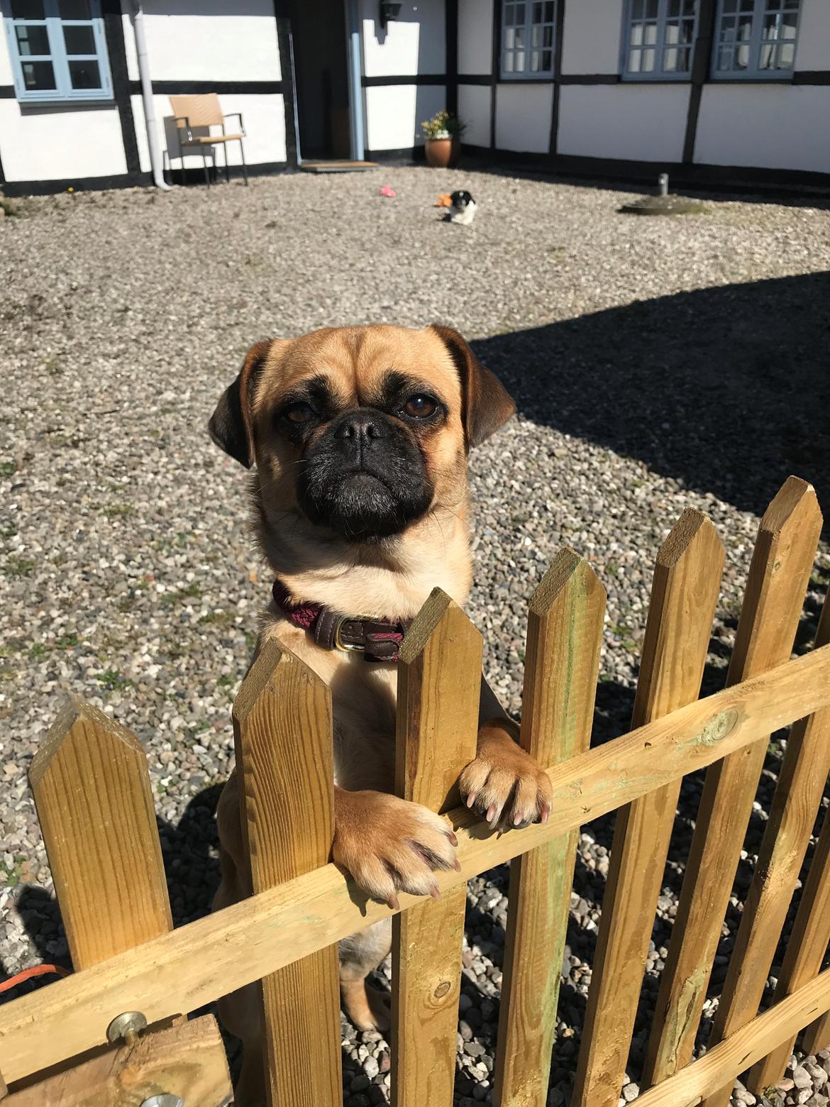 Blanding af racer Bodil (himmelhund) billede 22