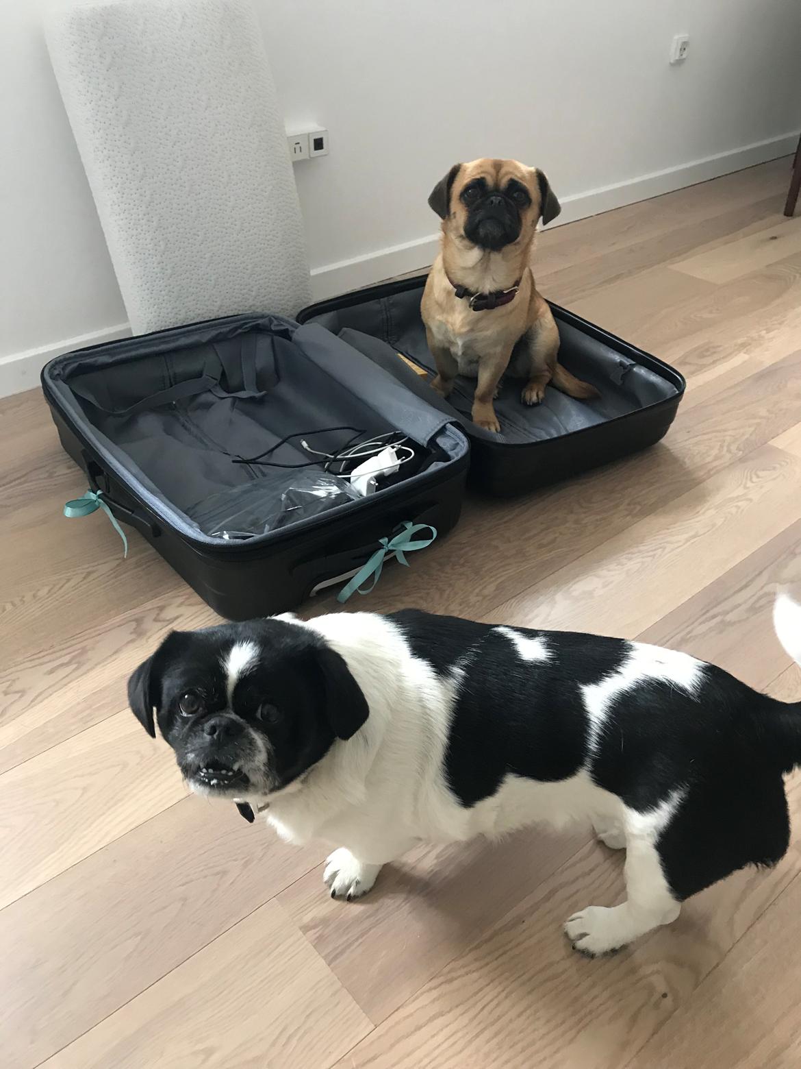 Blanding af racer Bodil (himmelhund) billede 23