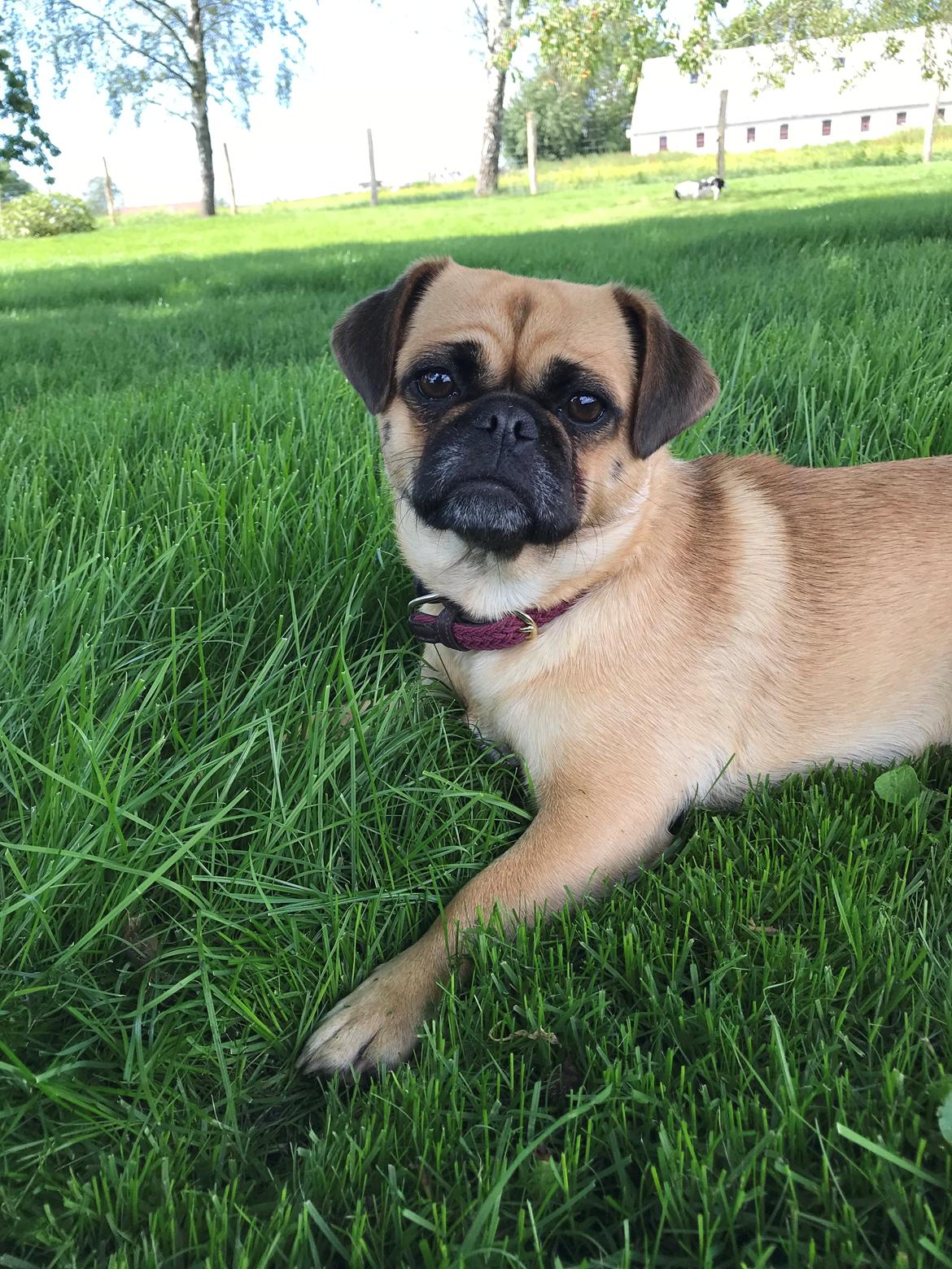 Blanding af racer Bodil (himmelhund) billede 24