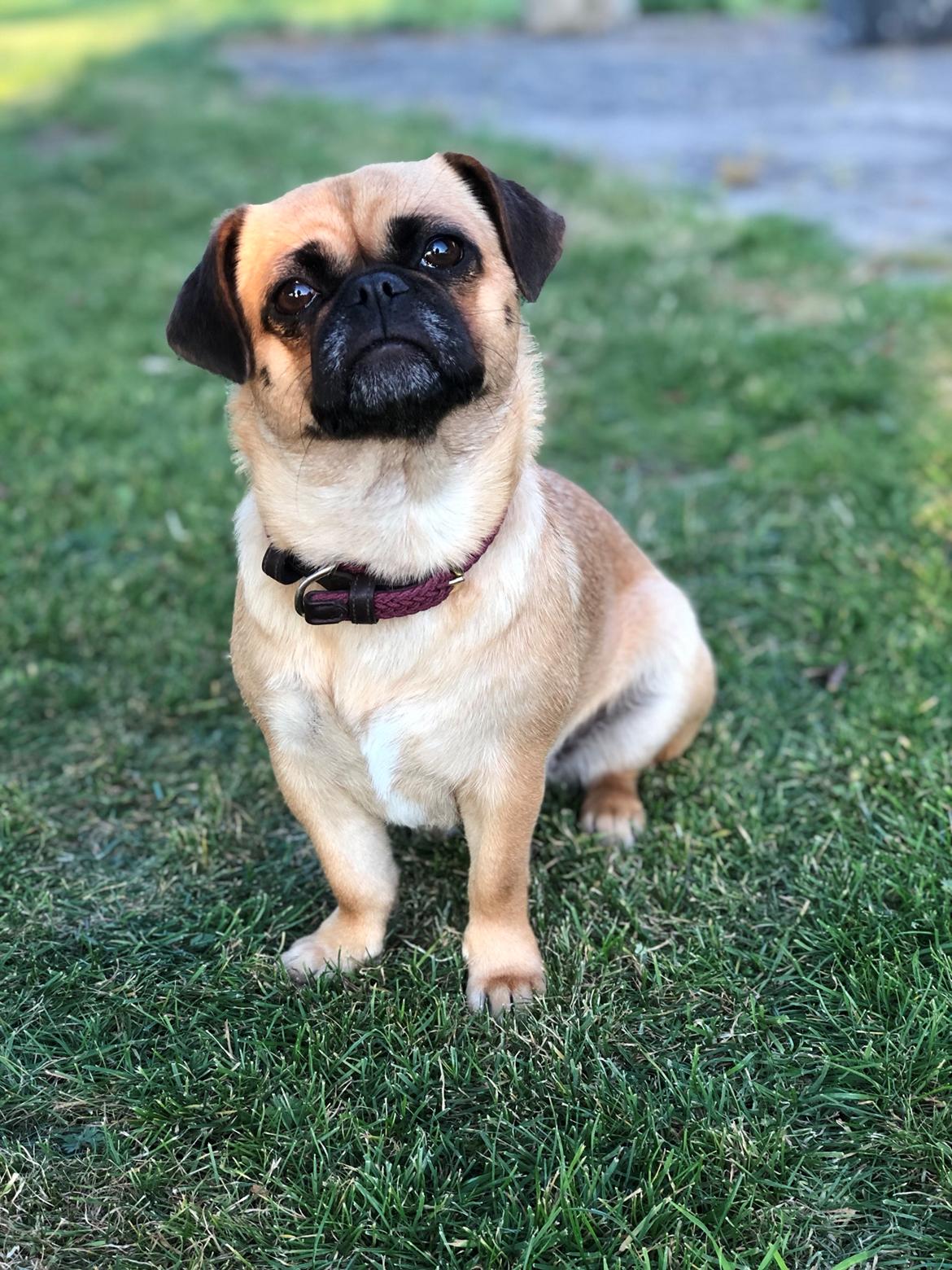 Blanding af racer Bodil (himmelhund) billede 25