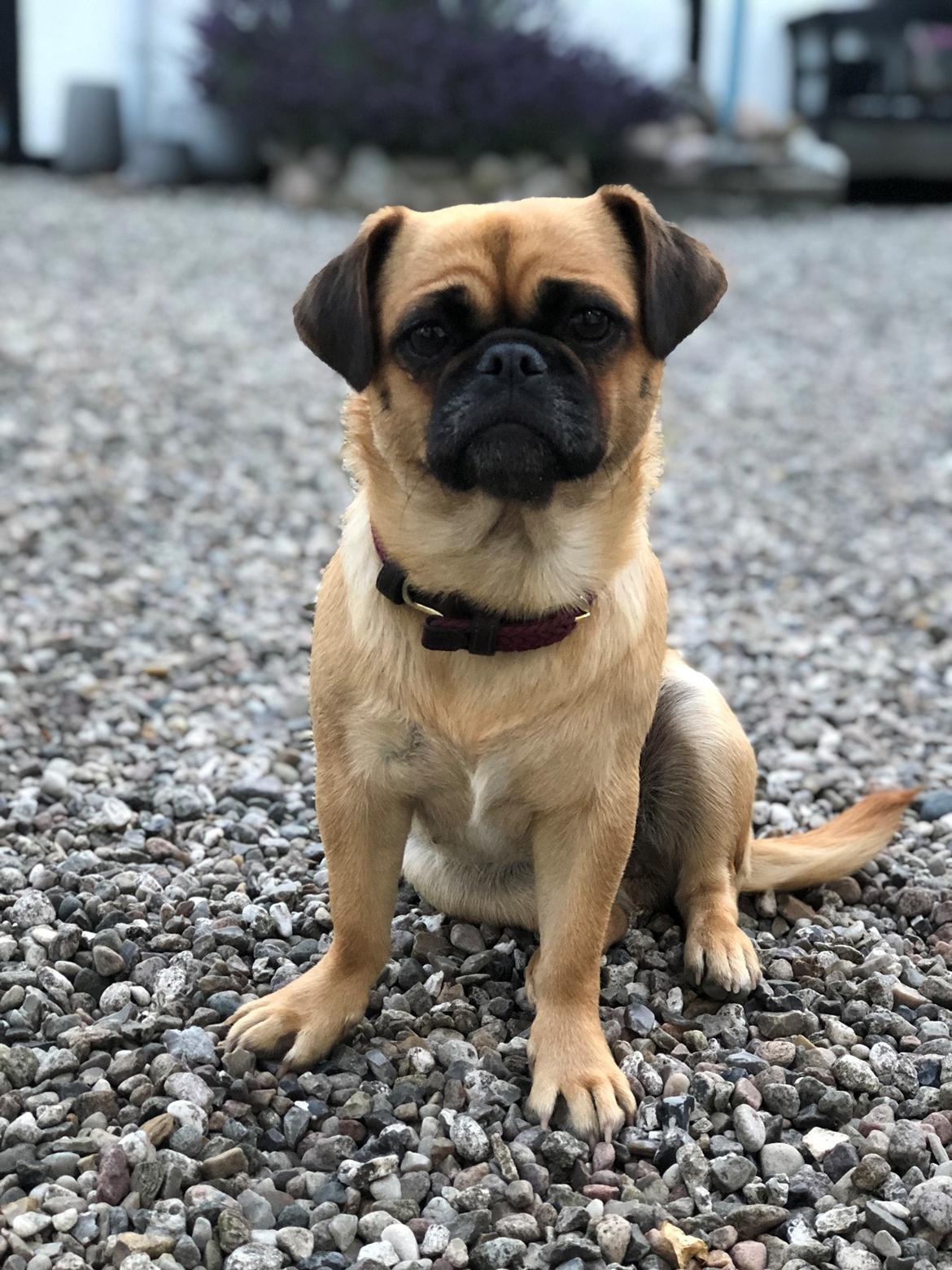 Blanding af racer Bodil (himmelhund) billede 26