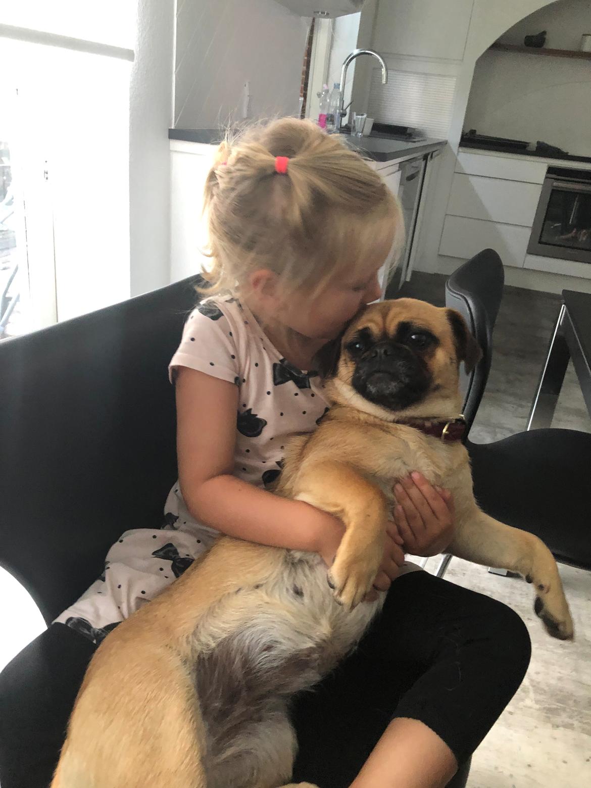 Blanding af racer Bodil (himmelhund) billede 27