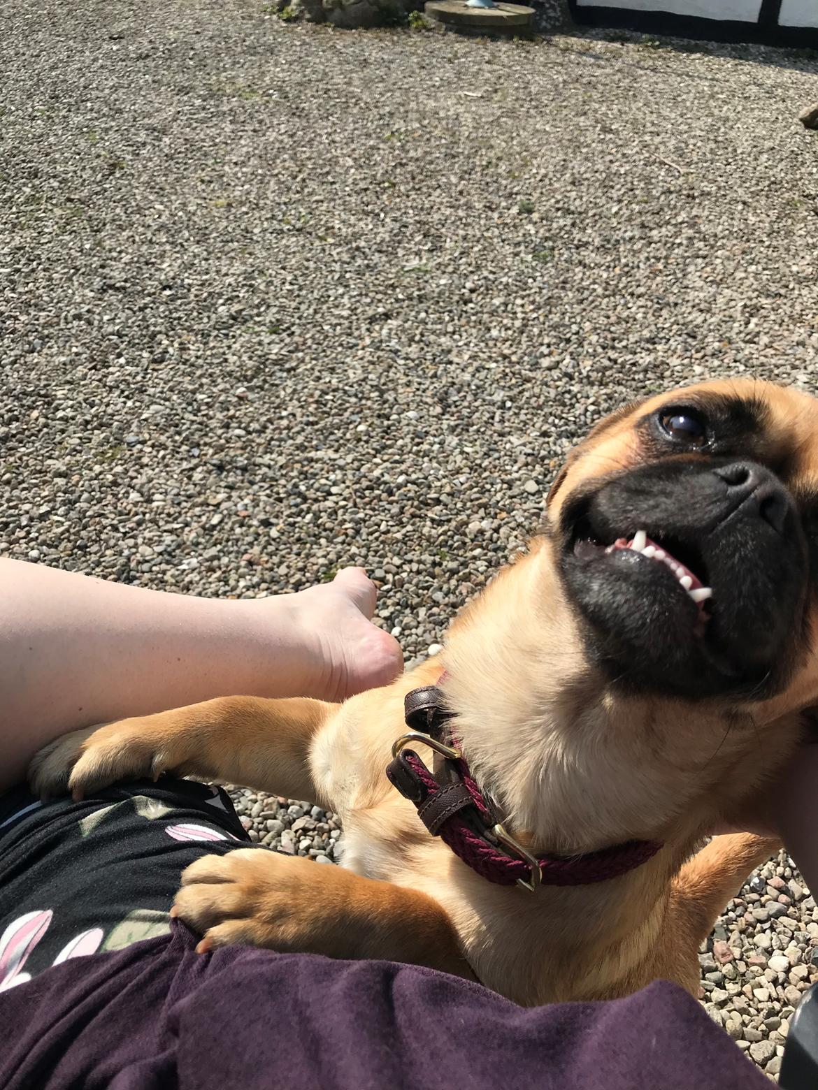 Blanding af racer Bodil (himmelhund) billede 21