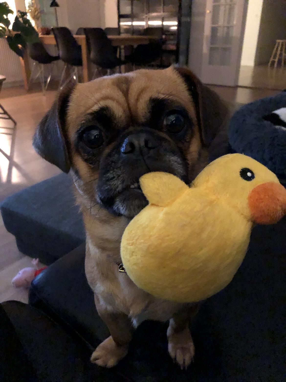 Blanding af racer Bodil (himmelhund) billede 29