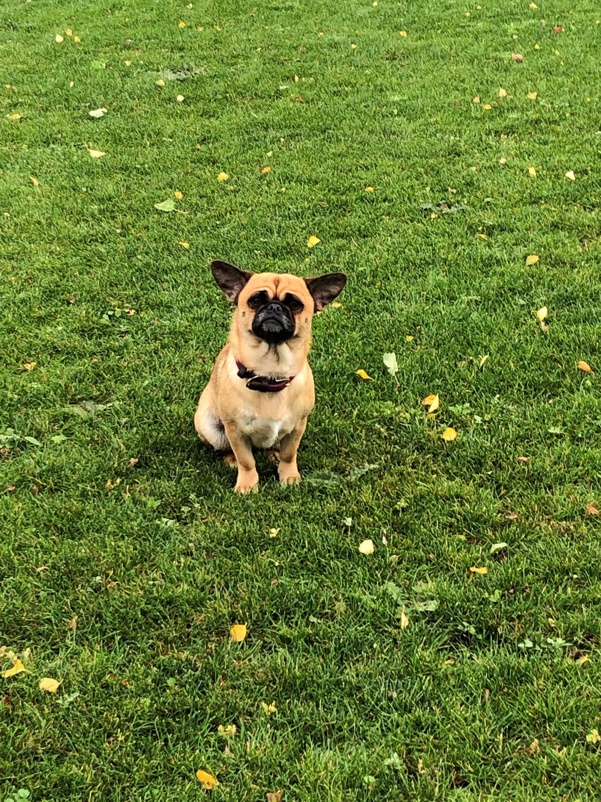 Blanding af racer Bodil (himmelhund) billede 28