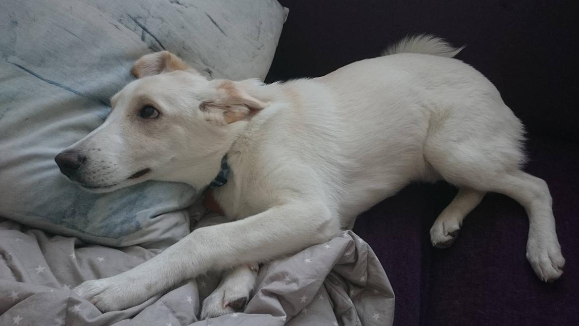 Siberian husky Ludvig billede 1