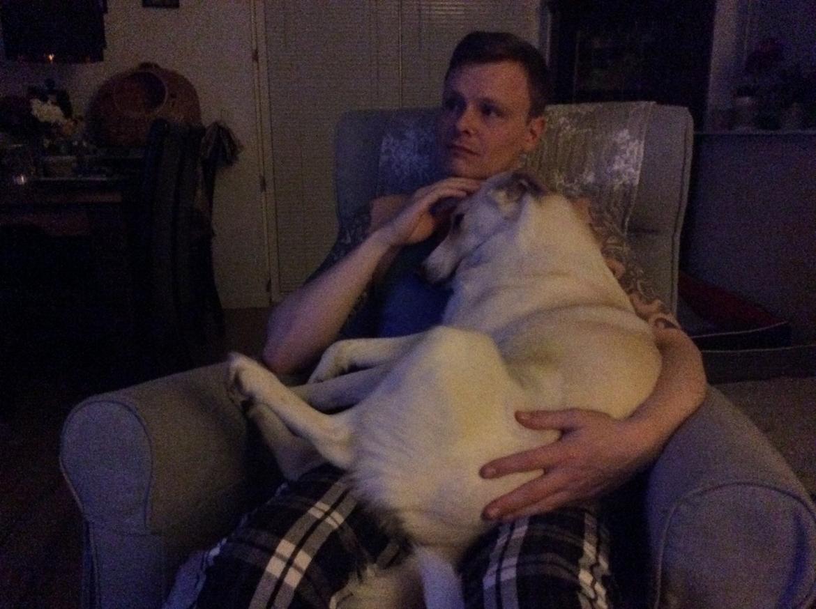 Siberian husky Ludvig billede 4