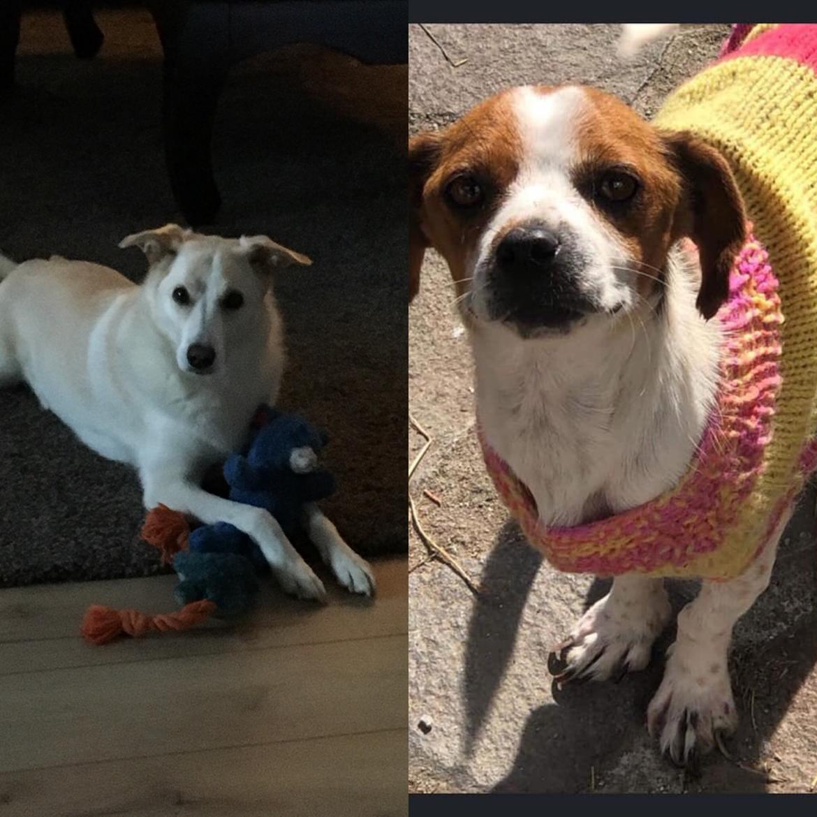 Siberian husky Ludvig billede 5