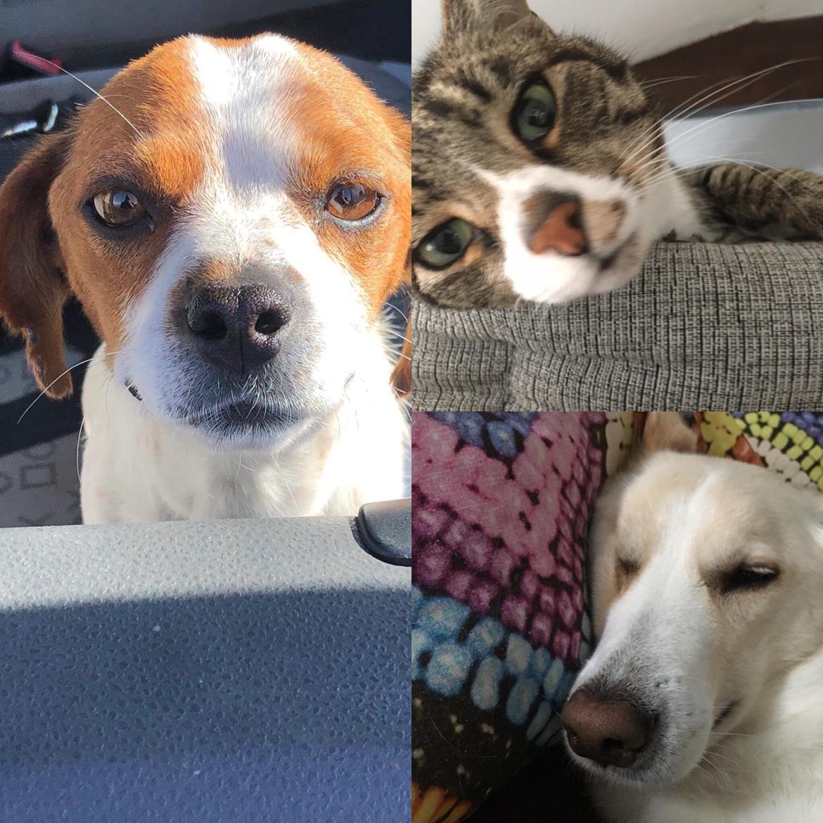 Siberian husky Ludvig billede 6