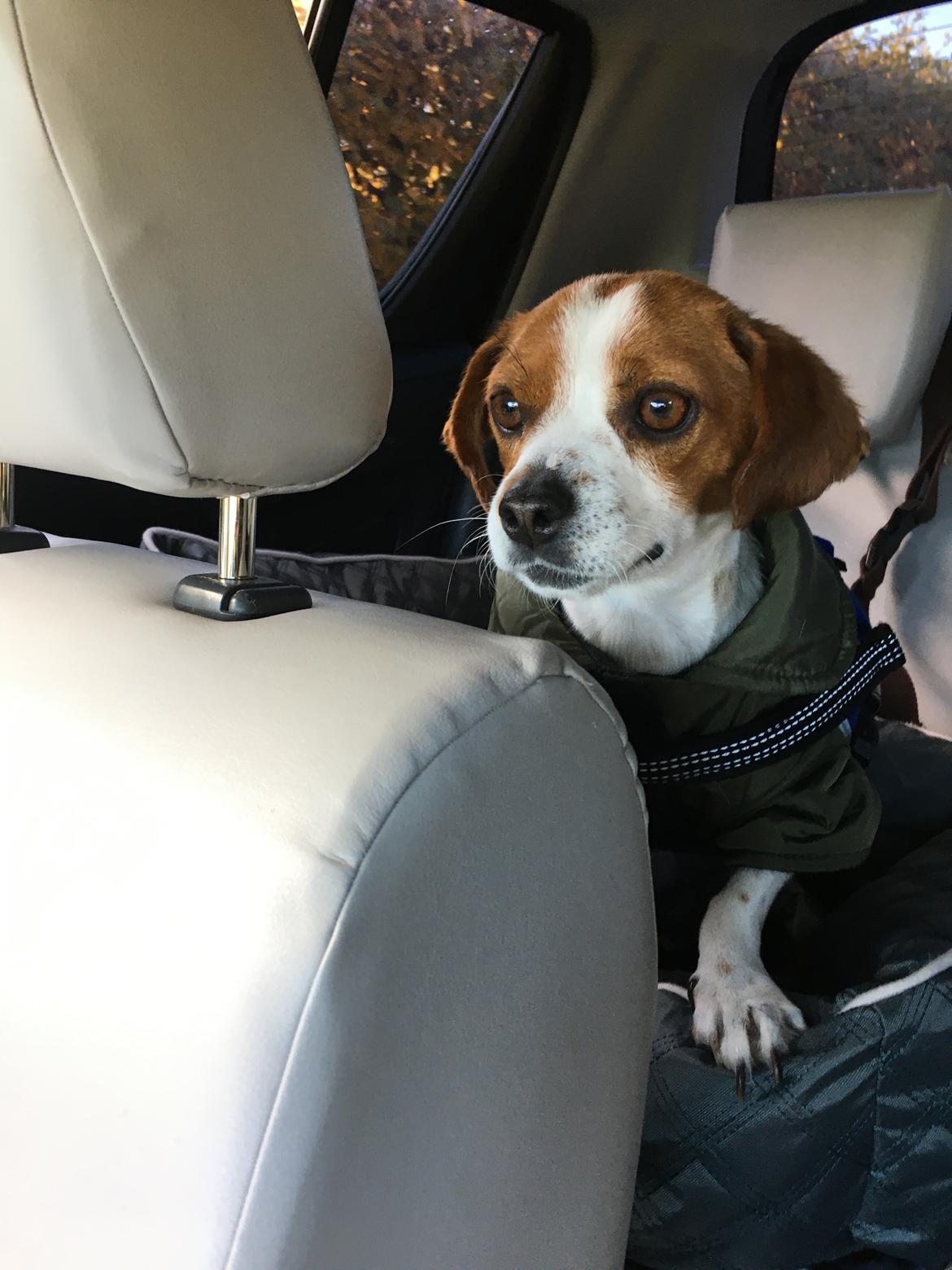 Siberian husky Ludvig billede 7