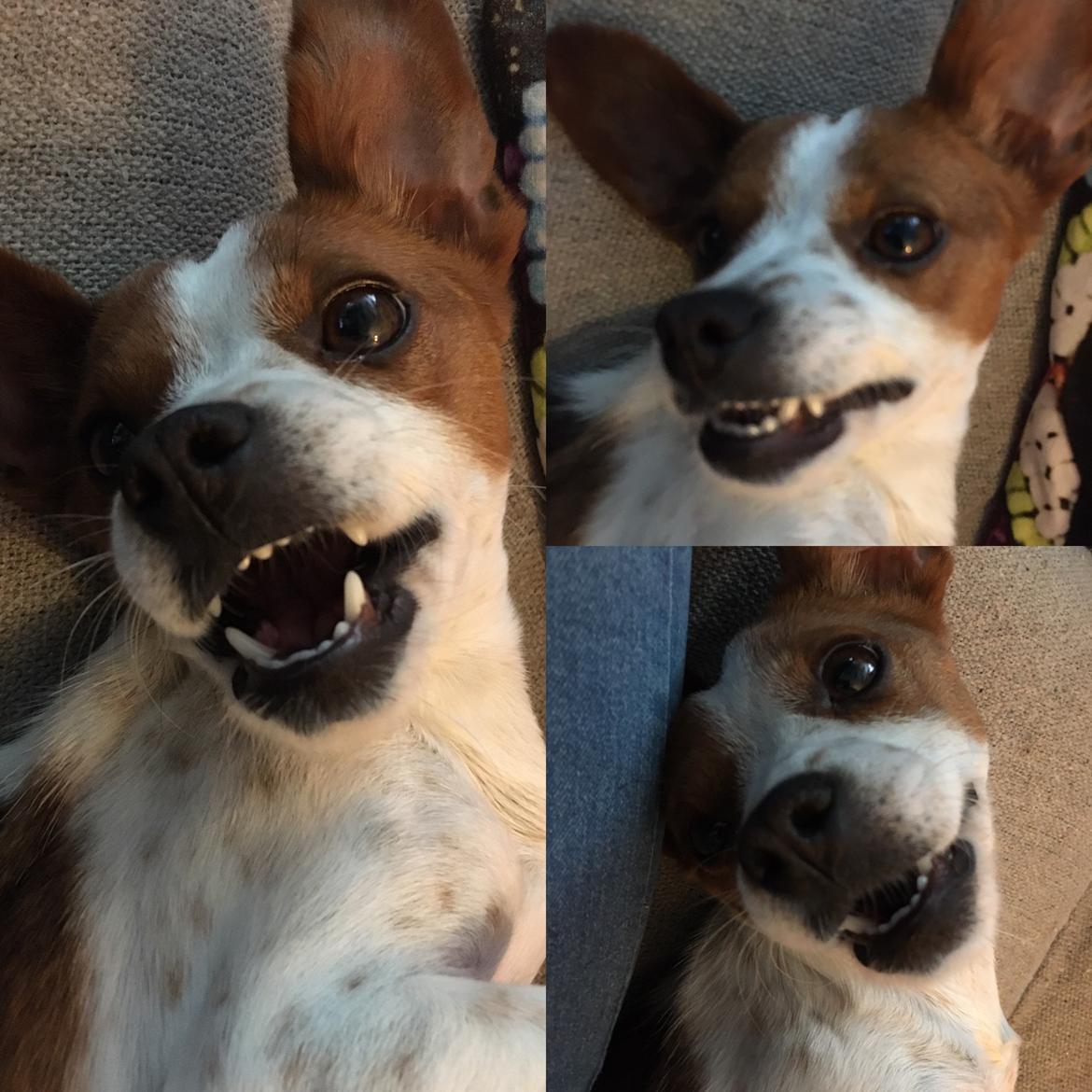 Siberian husky Ludvig billede 8