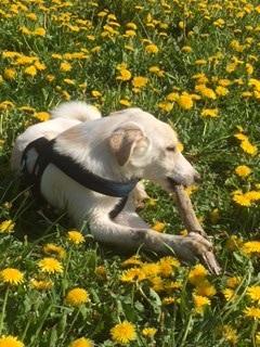 Siberian husky Ludvig billede 2