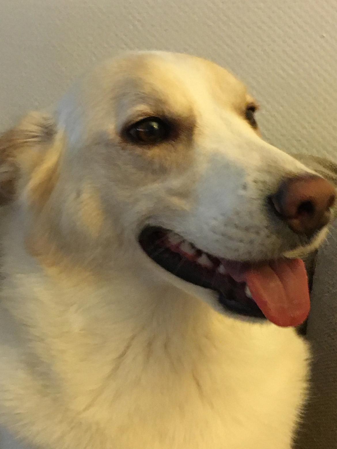 Siberian husky Ludvig billede 9