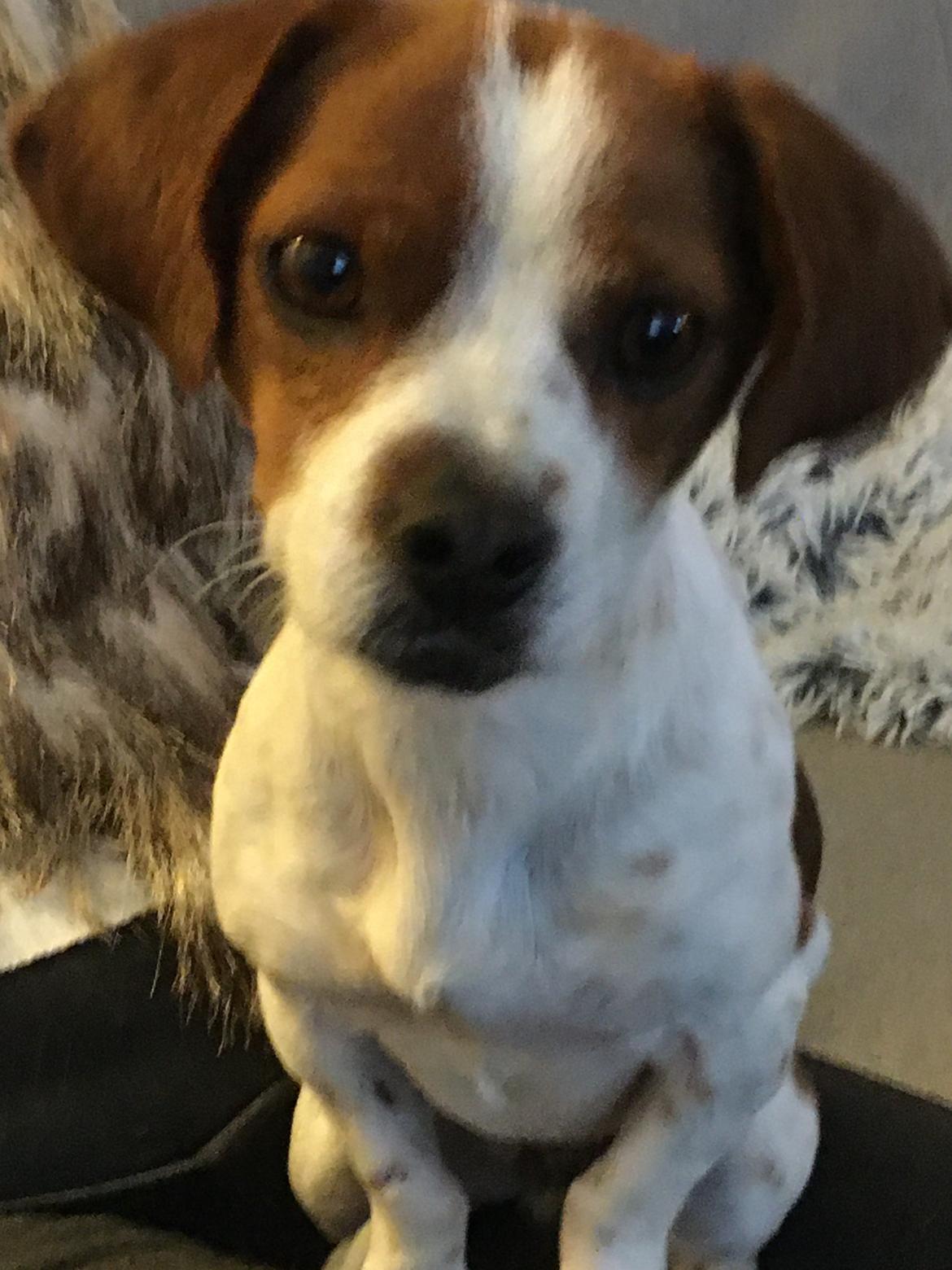 Siberian husky Ludvig billede 10